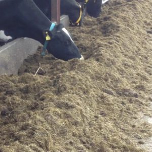 CRight_Teagasc_Dairy_cows_slatted_cubicle_house_fed_grass_silage_adlib_crop_MPK